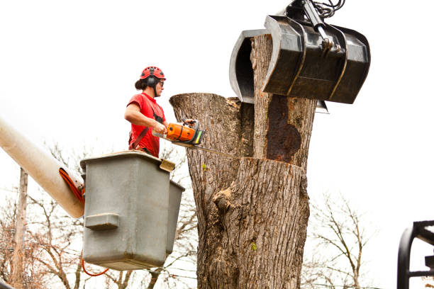 Professional Tree Removal Services in Pompano Beach, FL